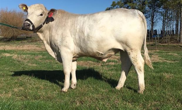 Una nueva raza bovina llegará a Palermo: la Greyman Argentino