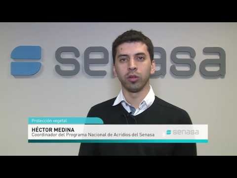 Héctor Medina: “Las langostas no saben de fronteras”