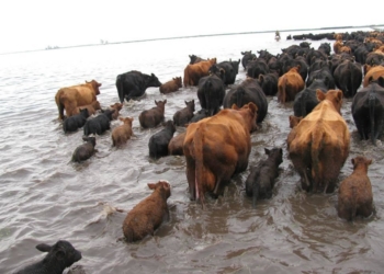 Dictan la Emergencia Agropecuaria para varias provincias