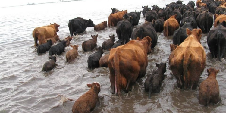 Dictan la Emergencia Agropecuaria para varias provincias