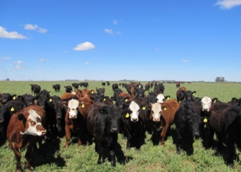 La invernada ofrece mejor resultado económico que la agricultura