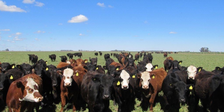 La invernada ofrece mejor resultado económico que la agricultura