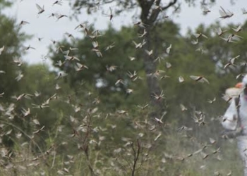 Las langostas ya están muy cerca de los cultivos