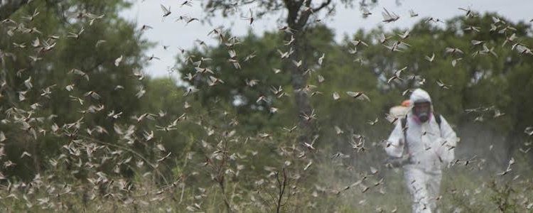 Las langostas ya están muy cerca de los cultivos
