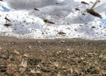 Declaran la “emergencia nacional” ante los ataques de langostas