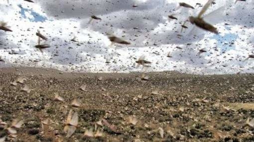 Declaran la “emergencia nacional” ante los ataques de langostas