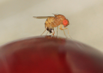 Una nueva plaga frutícola se instala en toda la región