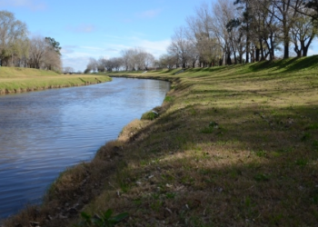 Las aguas bajan turbias: el INTA detectó plaguicidas en peces