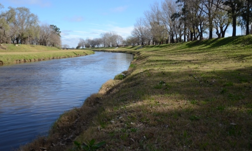 Las aguas bajan turbias: el INTA detectó plaguicidas en peces