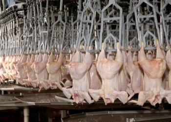 Escenario: un Día de la Avicultura sin demasiado para festejar