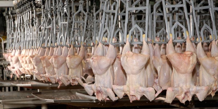 Escenario: un Día de la Avicultura sin demasiado para festejar