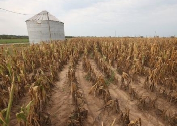 Mercado climático: la razón por la que suben los precios de los granos