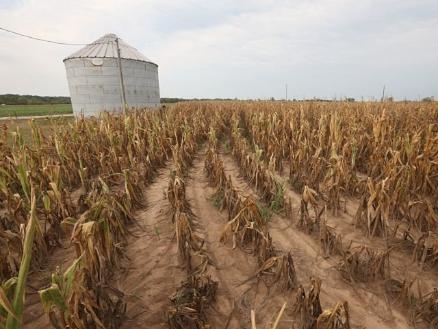 Mercado climático: la razón por la que suben los precios de los granos