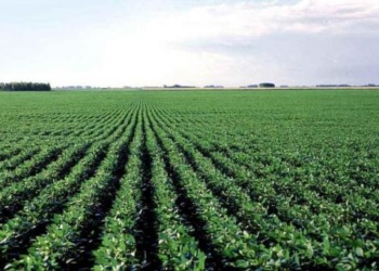 La Argentina sumaría 10 millones de hectáreas agrícolas para 2026