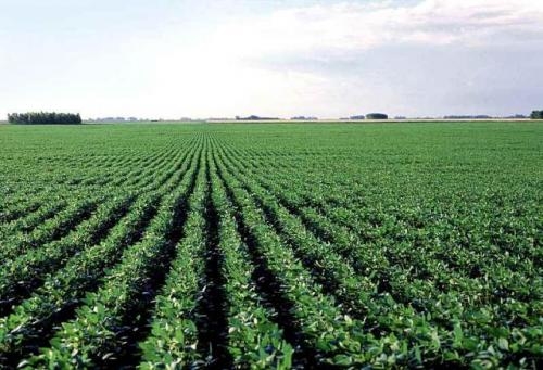 La Argentina sumaría 10 millones de hectáreas agrícolas para 2026