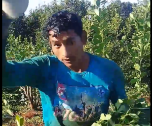 Video: así trabaja un cosechero de yerba o “tarefero”