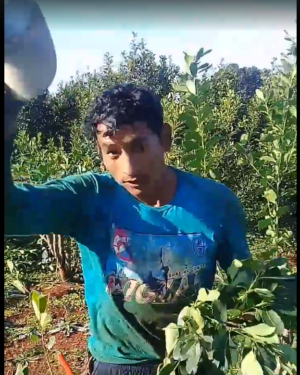 Video: así trabaja un cosechero de yerba o “tarefero”
