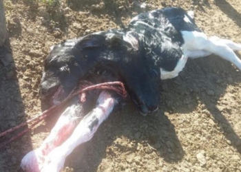 Otro “ternero de dos cabezas” en Córdoba