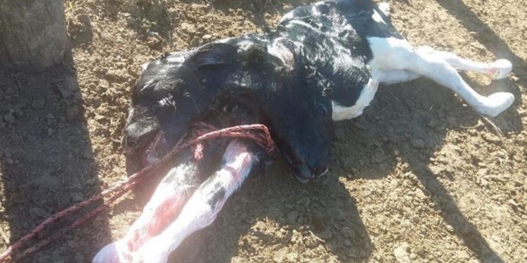 Otro “ternero de dos cabezas” en Córdoba