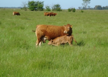 En vez de subirlo, una cámara pide aflojarle al peso mínimo de faena