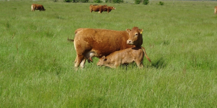En vez de subirlo, una cámara pide aflojarle al peso mínimo de faena