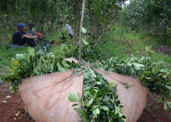 Marcha atrás: finalmente se podrá cosechar yerba en septiembre