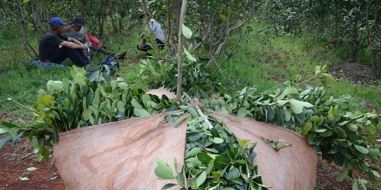 Marcha atrás: finalmente se podrá cosechar yerba en septiembre
