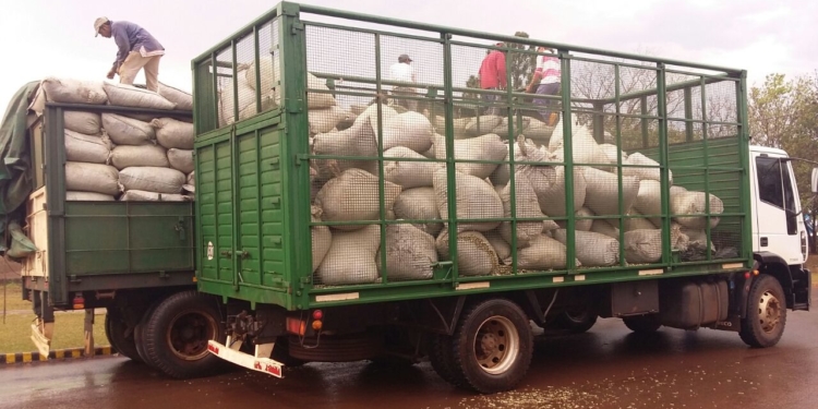 Parece joda pero es en serio: decomisaron 14,5 toneladas de palitos de yerba mate