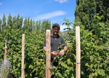Melones en el glaciar, cosas de agrónomo