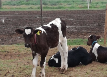 Decepción de los tamberos inundados con el Gobierno: prometió créditos que no llegan