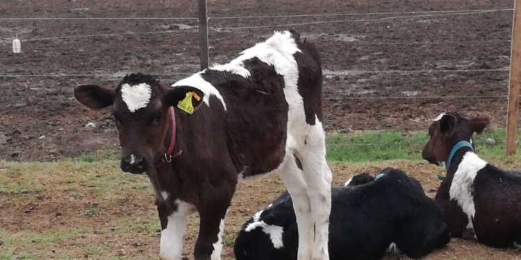 Decepción de los tamberos inundados con el Gobierno: prometió créditos que no llegan