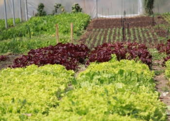 Melones en el glaciar, cosas de agrónomo