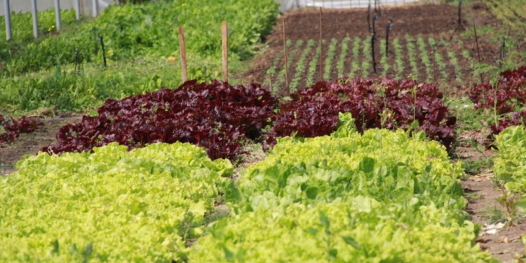 Melones en el glaciar, cosas de agrónomo
