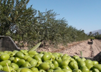 Borrón para las deudas de las empresas que nacieron con el Régimen de Promoción Industrial