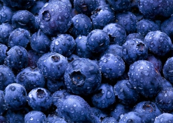 La batalla más difícil del arándano, un príncipe de sangre azul