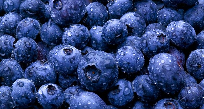 La batalla más difícil del arándano, un príncipe de sangre azul