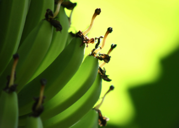 La protesta bananera: el campo también tiene actividades “sensibles”