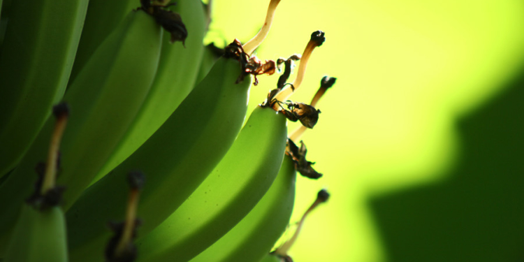 La protesta bananera: el campo también tiene actividades “sensibles”