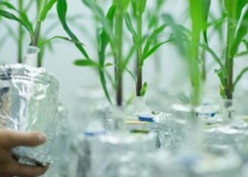 En el Minagri crearon un programa de fomento a la bioeconomía