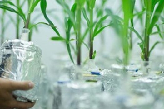 En el Minagri crearon un programa de fomento a la bioeconomía