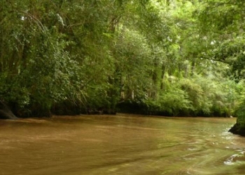 Tarde pero seguro, en Buenos Aires ya rige la Ley de Bosques Nativos