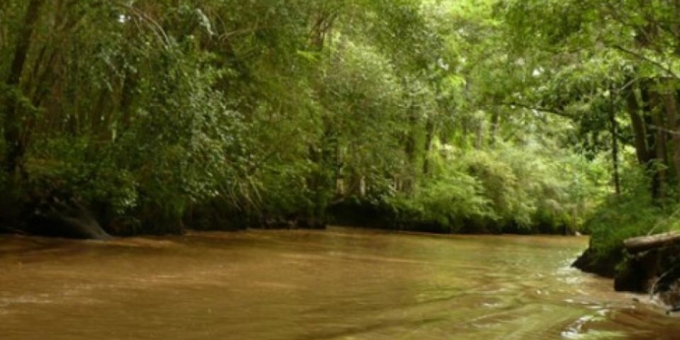 Tarde pero seguro, en Buenos Aires ya rige la Ley de Bosques Nativos