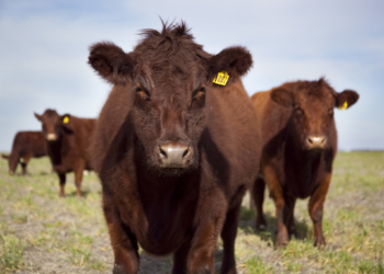 En julio la faena de bovinos levantó fuerte, un 12%