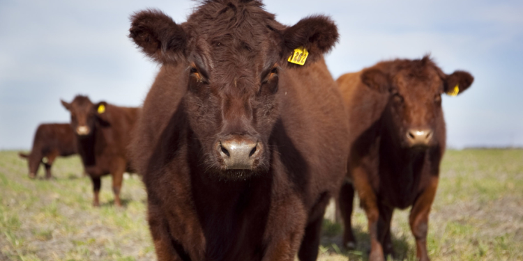 En julio la faena de bovinos levantó fuerte, un 12%