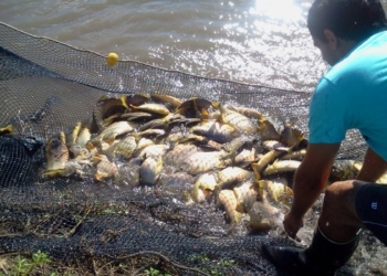 Acuicultura: ¿Llegó la hora de sembrar en el agua?