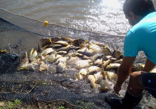 Acuicultura: ¿Llegó la hora de sembrar en el agua?