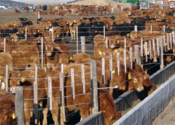 Feedlots piden control del peso de faena y menor presión fiscal