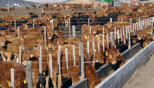 Feedlots piden control del peso de faena y menor presión fiscal