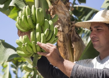 Una pregunta a José Checa: ¿Cuáles son los motivos del ‘bananazo’ en Plaza de Mayo?