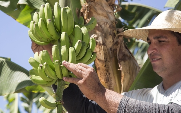 Una pregunta a José Checa: ¿Cuáles son los motivos del ‘bananazo’ en Plaza de Mayo?